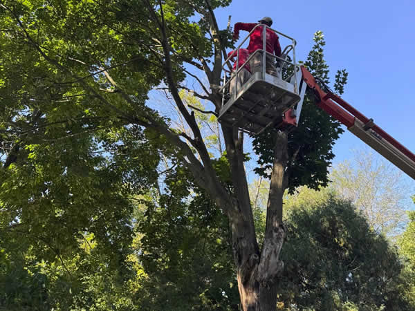 Madison Landscaper - Tree Trimming Services